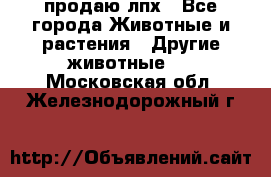 продаю лпх - Все города Животные и растения » Другие животные   . Московская обл.,Железнодорожный г.
